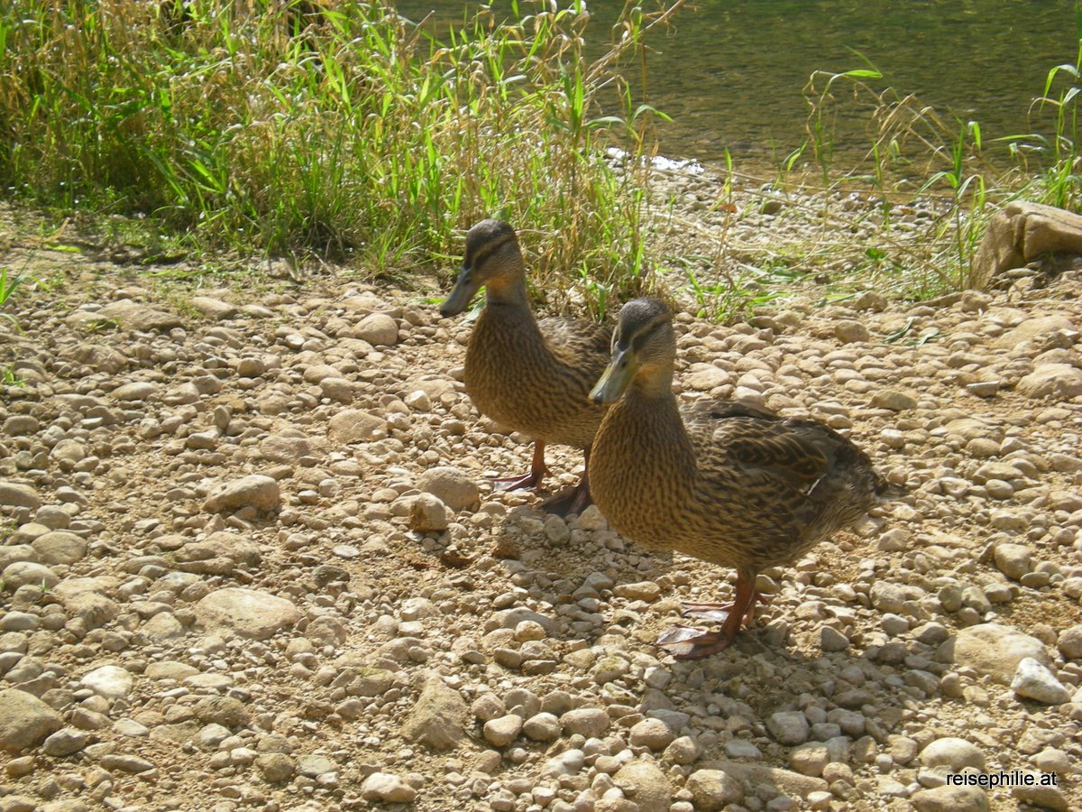 Gosausee