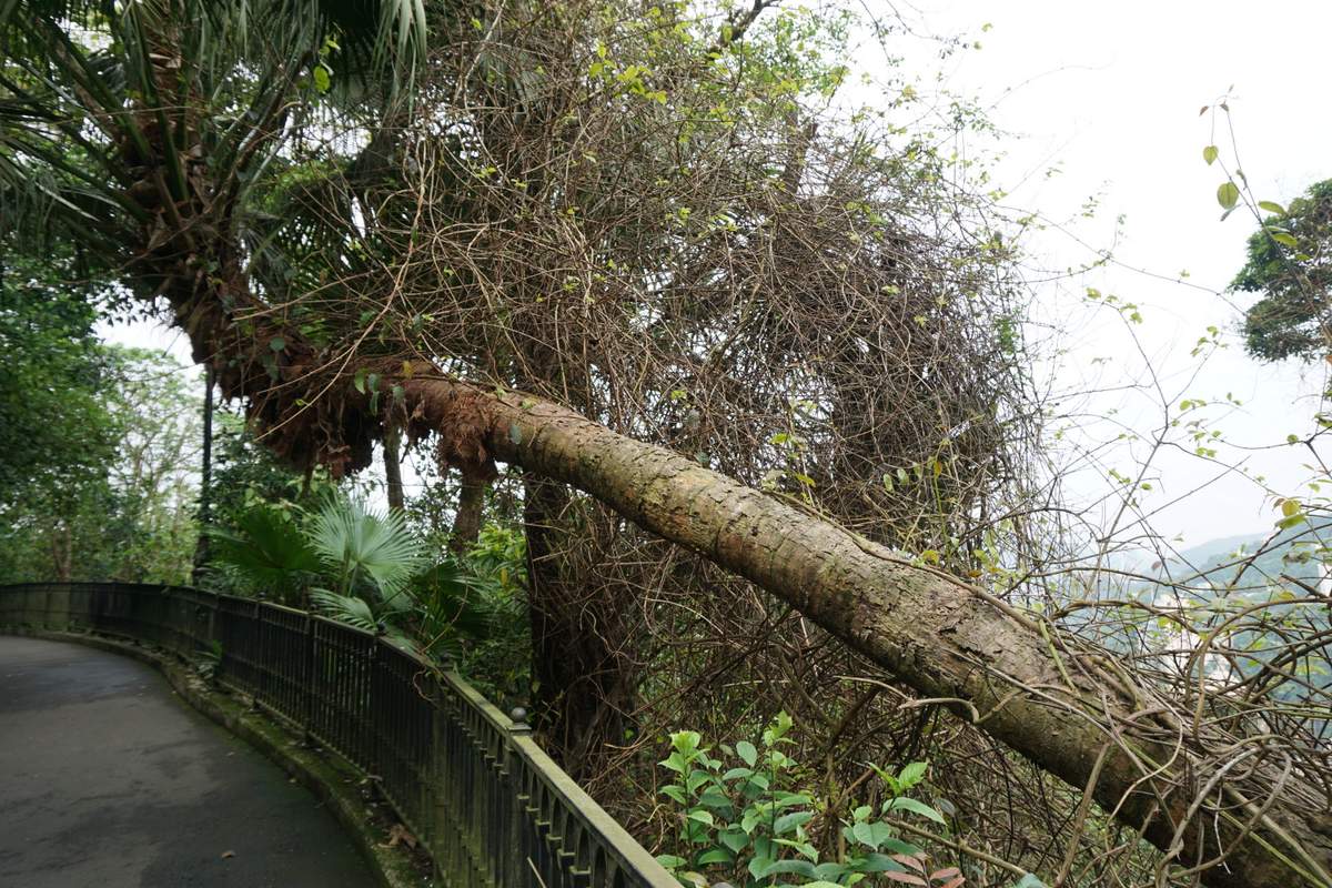 Victoria Peak HK 2016 -032