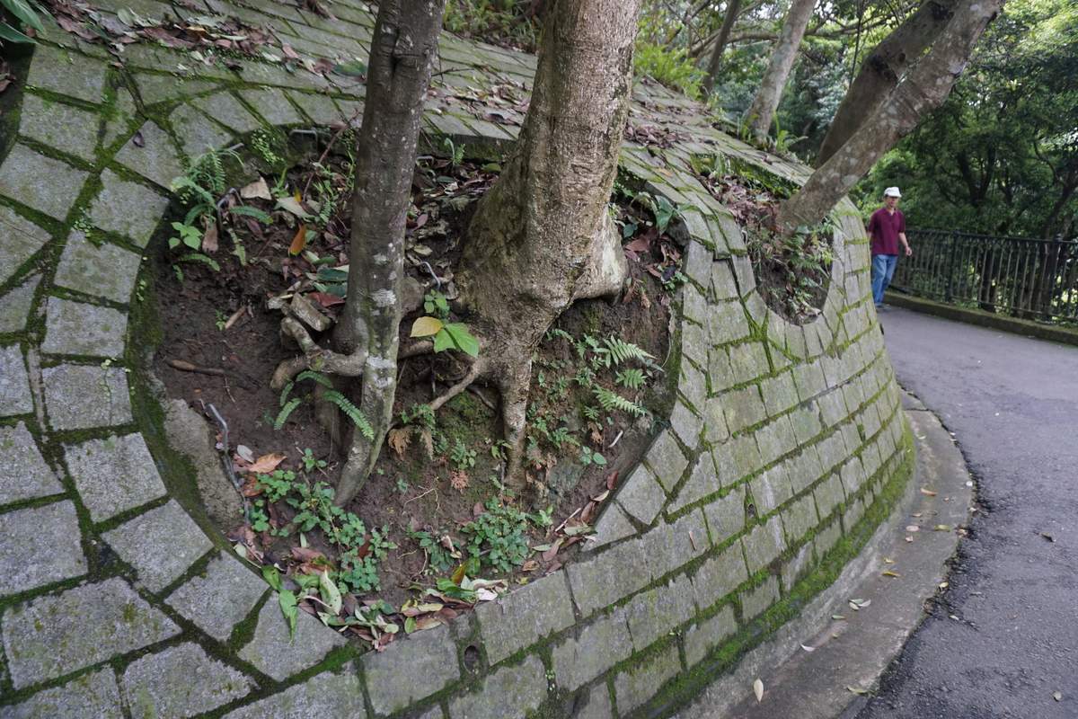 Victoria Peak HK 2016 -034