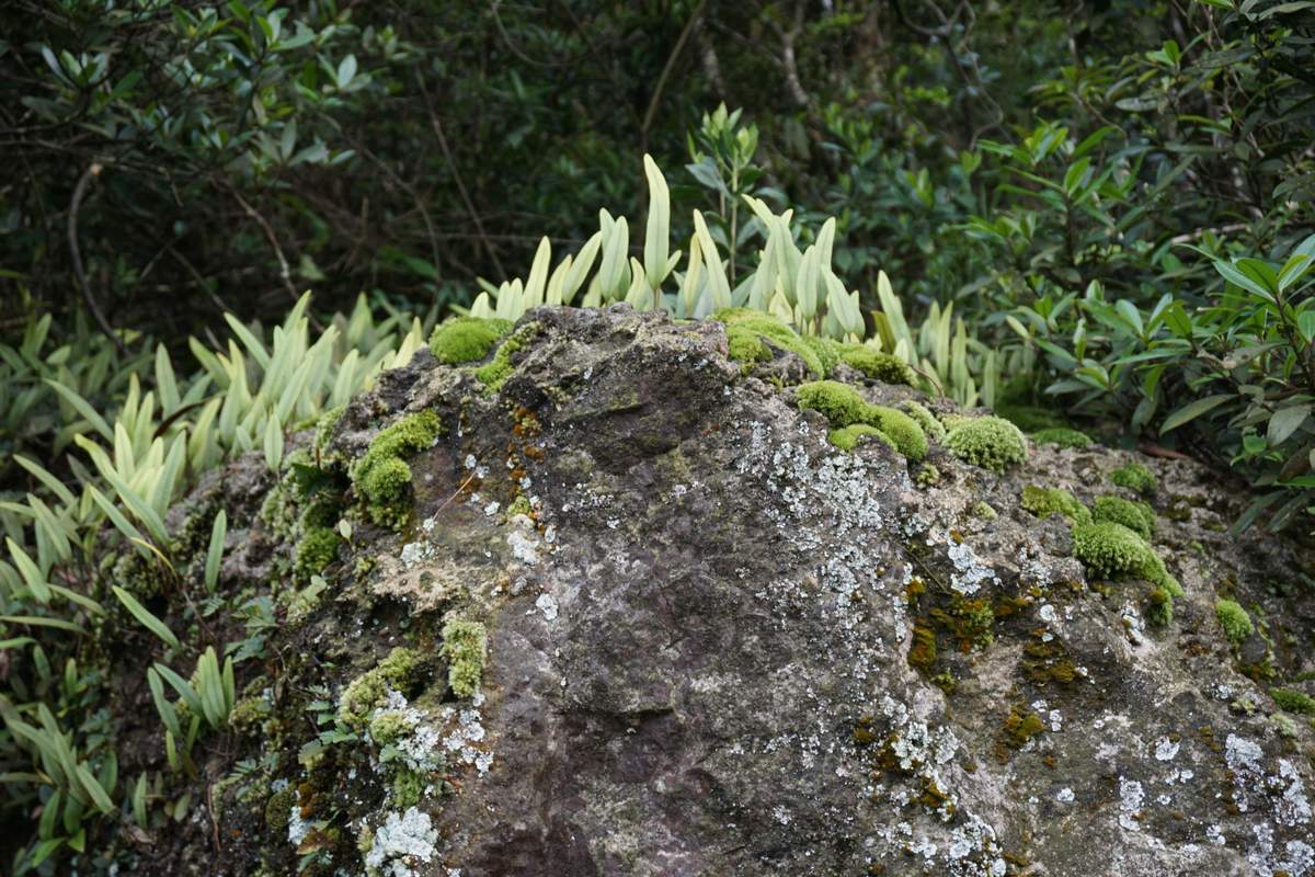 Victoria Peak HK 2016 -039
