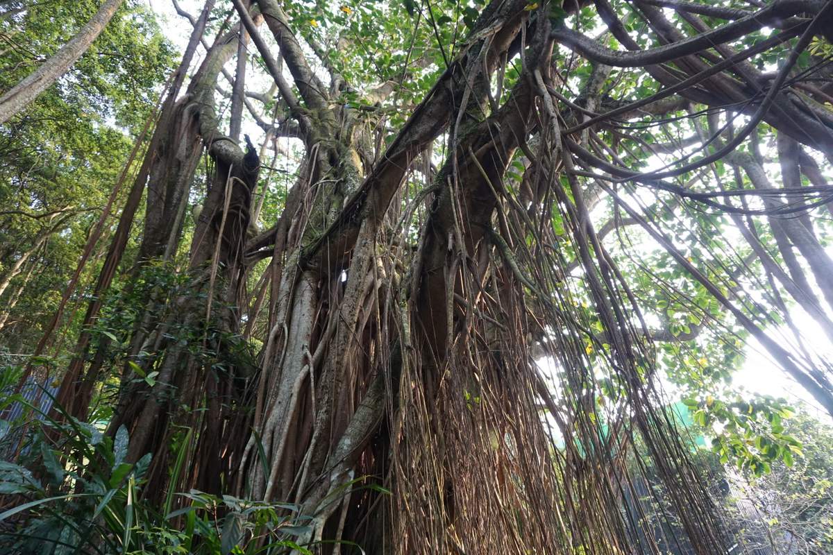 Victoria Peak HK 2016 -042