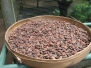 Bali - Kaffeeplantage & Vulkan Batur