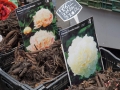 Flowermarket_Singelgracht_Amsterdam_May2018_-010