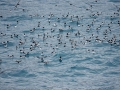 Jan2020_CapeLookout_Antarctic-027