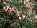 202402_CloudForrest-074
