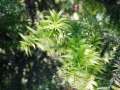 202402_CloudForrest-106