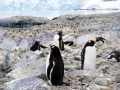 Jan2020_Cuverville_Antarctic-001