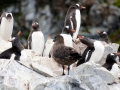 Jan2020_Cuverville_Antarctic-038
