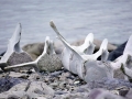 Jan2020_Cuverville_Antarctic-039