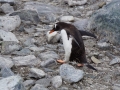 Jan2020_Cuverville_Antarctic-050