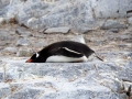 Jan2020_Cuverville_Antarctic-053