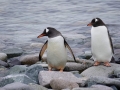 Jan2020_Cuverville_Antarctic-061