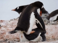 Jan2020_Cuverville_Antarctic-062