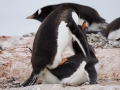 Jan2020_Cuverville_Antarctic-064