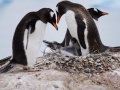 Jan2020_Cuverville_Antarctic-065