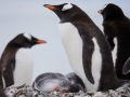 Jan2020_Cuverville_Antarctic-068