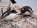 Jan2020_Cuverville_Antarctic-070