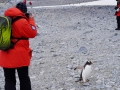 Jan2020_Cuverville_Antarctic-087