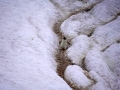 Jan2020_Cuverville_Antarctic-107