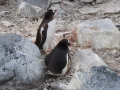 Jan2020_Cuverville_Antarctic-114