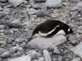 Jan2020_Cuverville_Antarctic-115