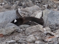 Jan2020_Cuverville_Antarctic-122