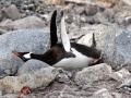 Jan2020_Cuverville_Antarctic-127