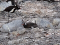 Jan2020_Cuverville_Antarctic-128