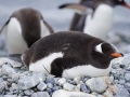 Jan2020_Cuverville_Antarctic-129