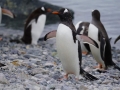 Jan2020_Cuverville_Antarctic-130