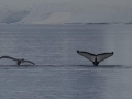 Jan2020_Cuverville_Antarctic-168