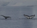 Jan2020_Cuverville_Antarctic-169