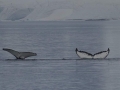 Jan2020_Cuverville_Antarctic-170