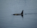 Jan2020_Cuverville_Antarctic-190