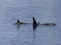 Jan2020_Cuverville_Antarctic-195