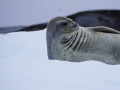 Jan2020_Fotoboat_PeneauIsland_Antarctic-011