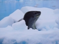 Jan2020_Fotoboat_PeneauIsland_Antarctic-105