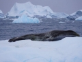 Jan2020_Fotoboat_PeneauIsland_Antarctic-117