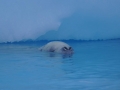 Jan2020_Fotoboat_PeneauIsland_Antarctic-164