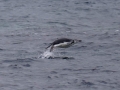 Jan2020_GibbsIsland_Antarctic-048