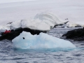 Jan2020_GourdinIsland_Antarctic-021