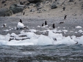 Jan2020_GourdinIsland_Antarctic-022