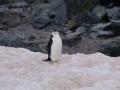 Jan2020_GourdinIsland_Antarctic-036