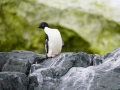 Jan2020_GourdinIsland_Antarctic-037
