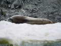 Jan2020_GourdinIsland_Antarctic-041