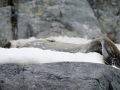 Jan2020_GourdinIsland_Antarctic-045