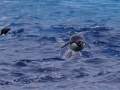Jan2020_GourdinIsland_Antarctic-059