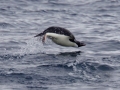 Jan2020_GourdinIsland_Antarctic-060