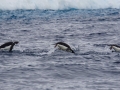 Jan2020_GourdinIsland_Antarctic-061