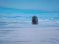 Jan2020_GourdinIsland_Antarctic-081